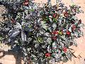 Black Pearl Ornamental Pepper